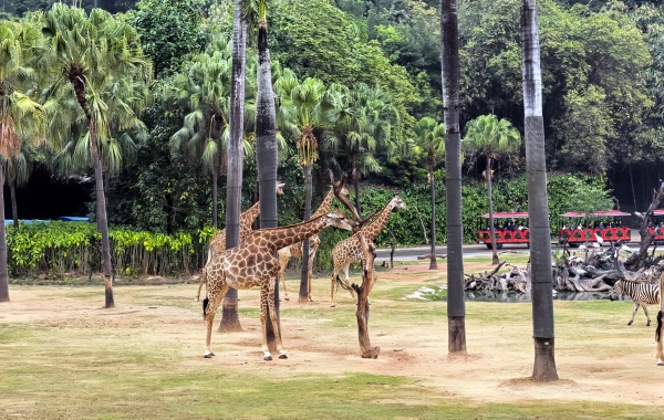 Chimelong Wildlife Park