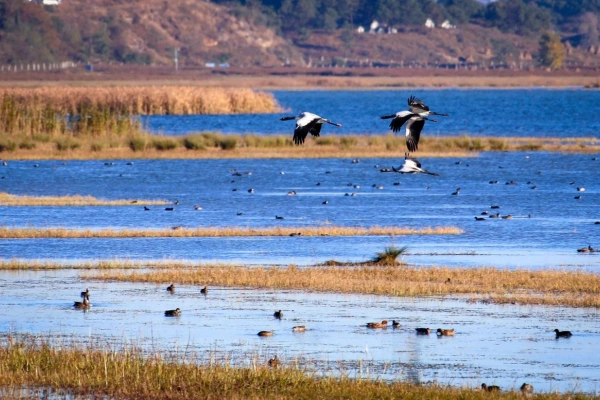 Caohai Lake