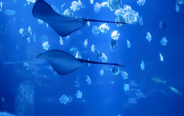 Acuario de Beijing: Un viaje de sueño azul en una metrópolis del interior