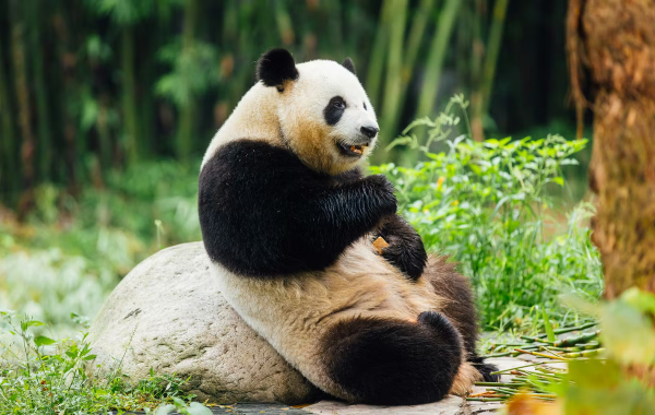行程图片