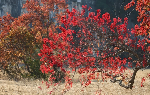 Furong Ancient Town