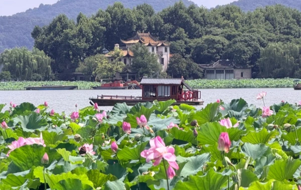 Lotus flowers at West Lake.webp