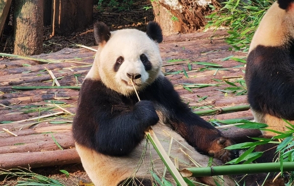 chengduxiongmao565556.webp