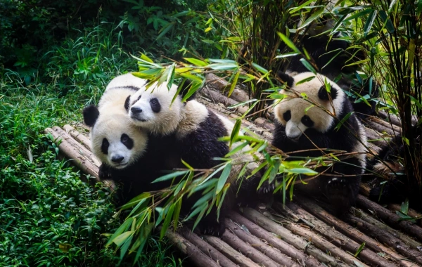 chengduxiongmao774.webp