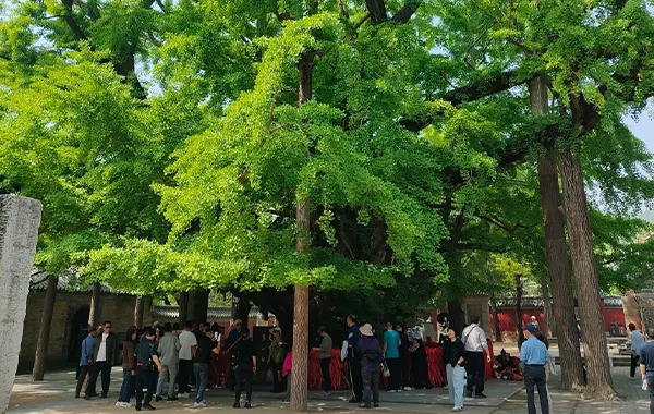 Ancient Banyan Trees.webp