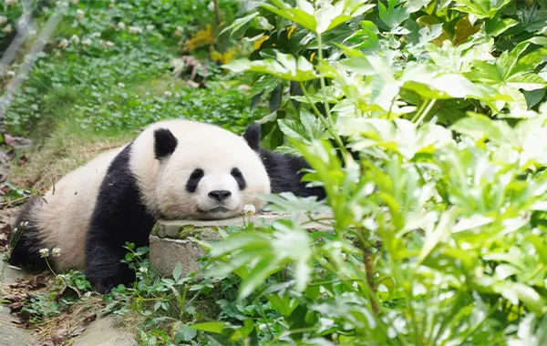 Giant Panda.webp