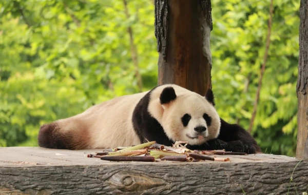 11:00 AM — Second Enclosure Visit: Panda Photo Ses