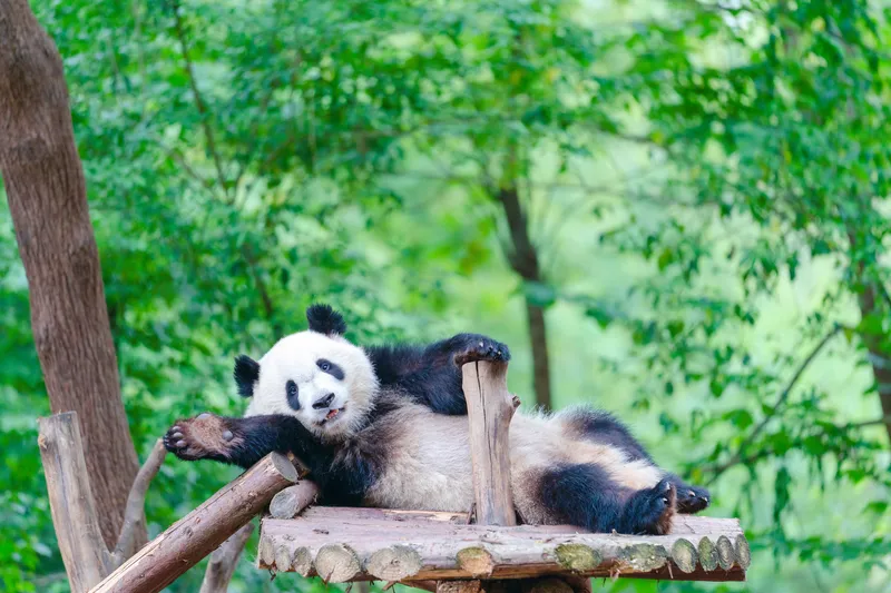 9:30 AM–Giant Panda Breeding Base(大熊猫繁育基地)
