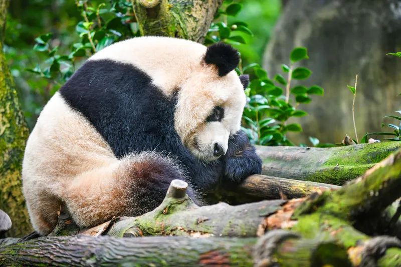 9:30 AM–Panda Valley(熊猫谷)