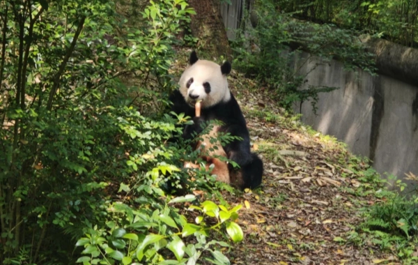 Chengdu Giant Panda Base
