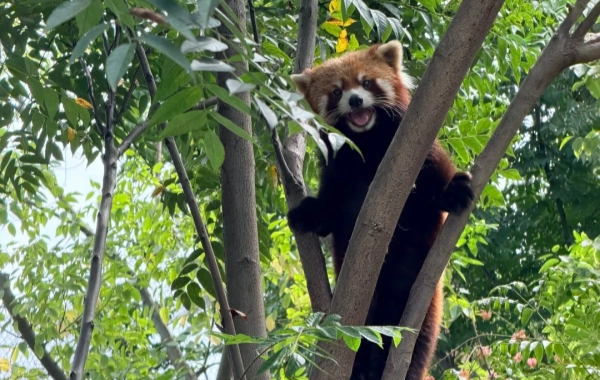 Chengdu Giant Panda Base