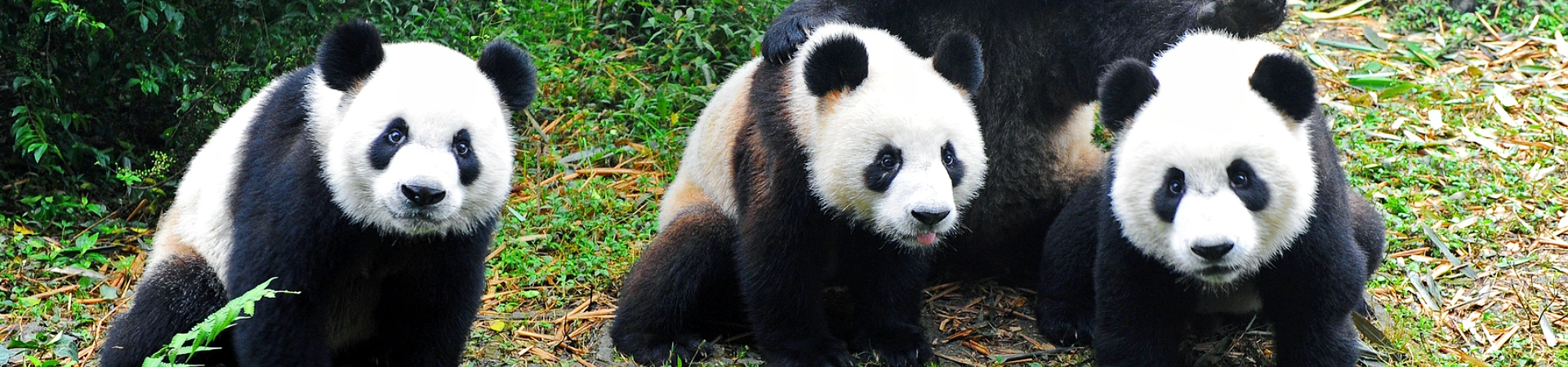 China Panda Tour