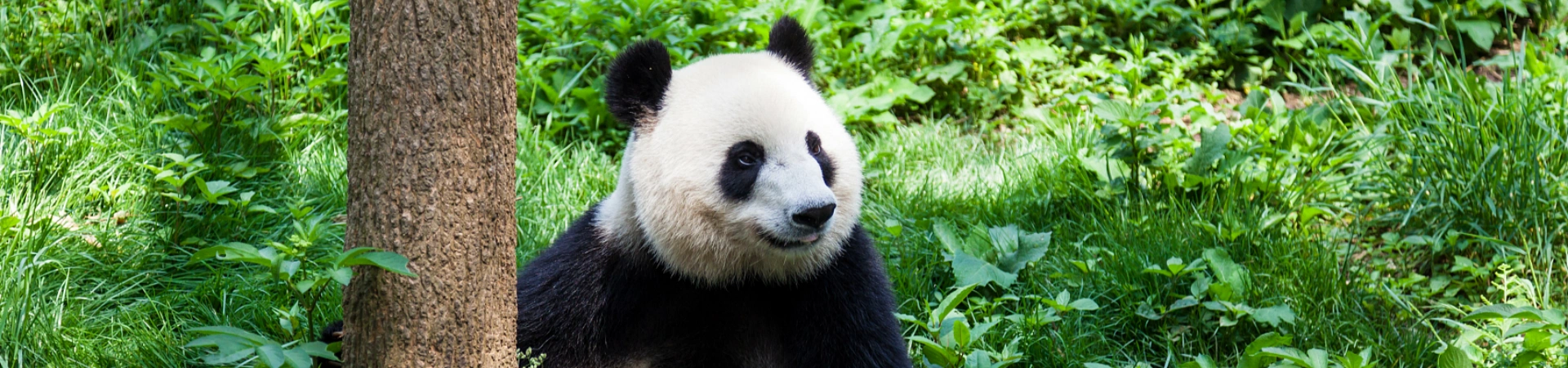 Zhangjiajie, Xi'an & Chengdu: 9 Days Tour of Peaks, History & Pandas
