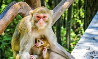 Day 3: Chongqing Departure