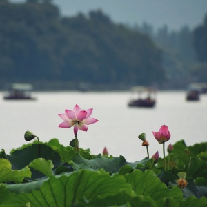 Hangzhou 3-Day Tour