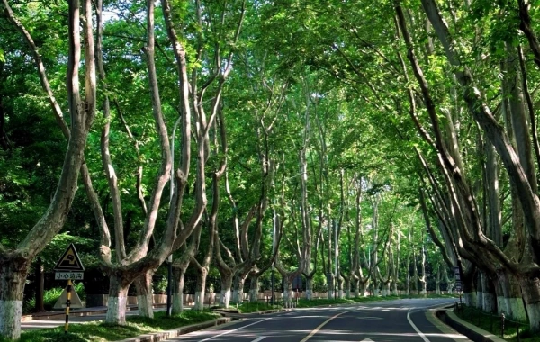 3 Days Nanjing Historical and Cultural Tour