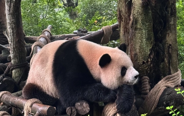 Day 4: Chengdu Departure