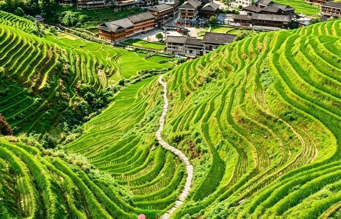 longji rice terraces best time to visit