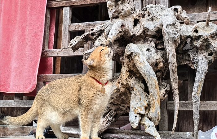 gongtan ancient town