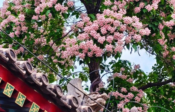 beijing summer palace