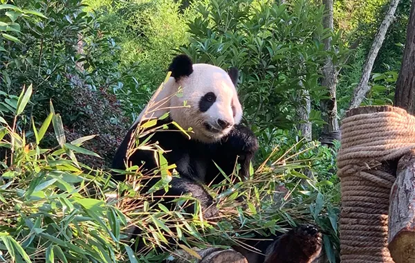 Panda Valley