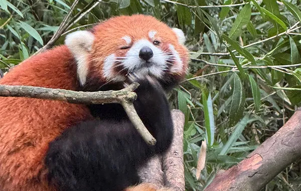Red Pandas