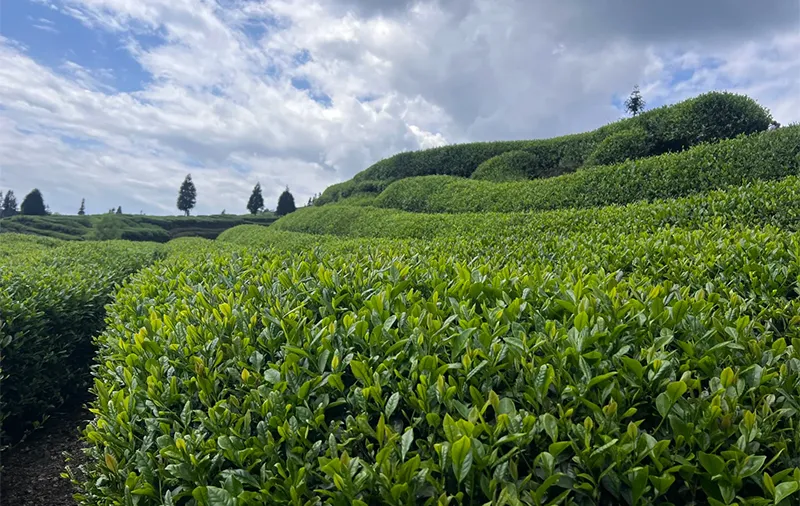 Tea garden