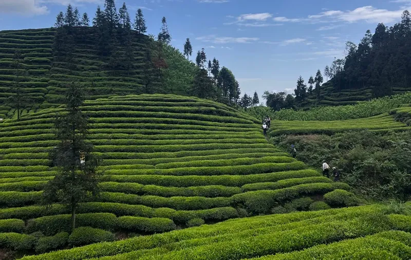Tea on a Leshan Hillside
